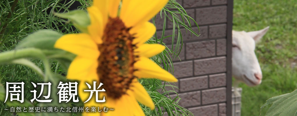 周辺観光 ~自然と歴史に満ちた北信州を楽しむ~