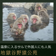 温泉に入るサルで外国人にも人気　地獄谷野猿公苑